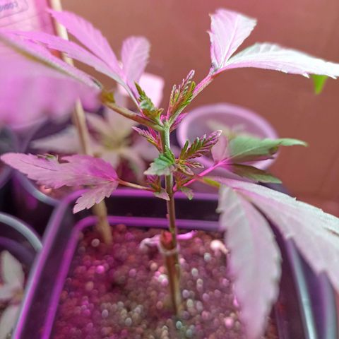 Girafa growlog timeline photo