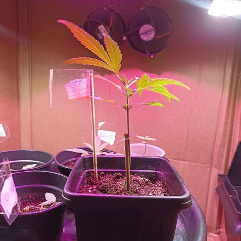 Girafa growlog timeline photo