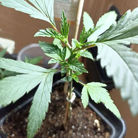 Girafa growlog timeline photo
