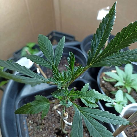 Girafa growlog timeline photo