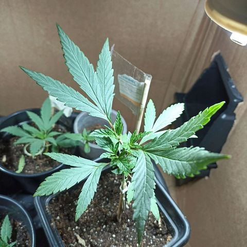Girafa growlog timeline photo