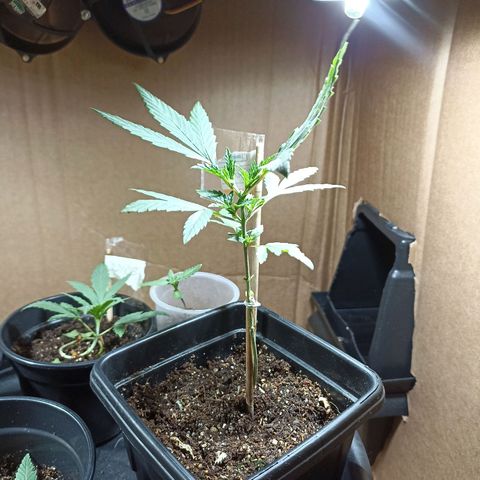 Girafa growlog timeline photo