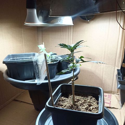 Girafa growlog timeline photo