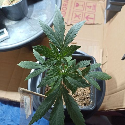 Girafa growlog timeline photo