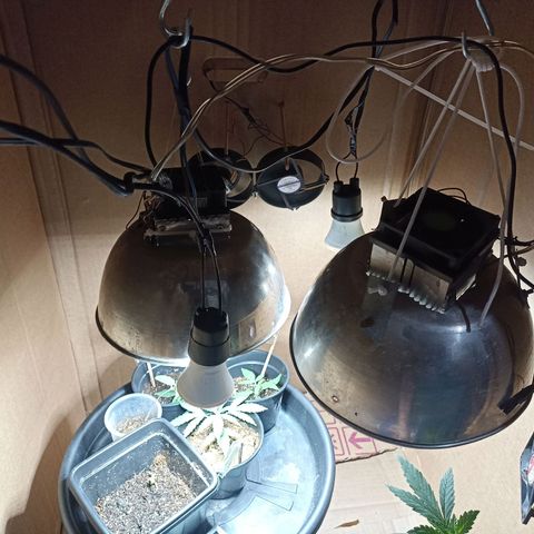 Girafa growlog timeline photo