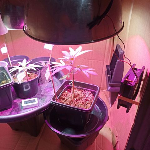Girafa growlog timeline photo