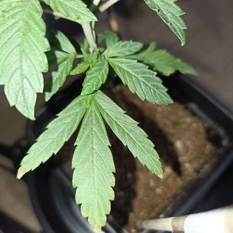 Girafa growlog timeline photo