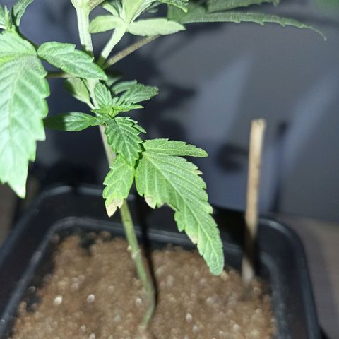 Girafa growlog timeline photo
