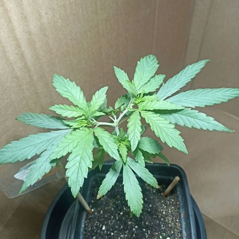 Girafa growlog timeline photo