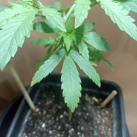 Girafa growlog timeline photo