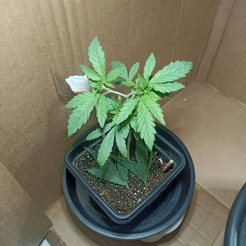 Girafa growlog timeline photo