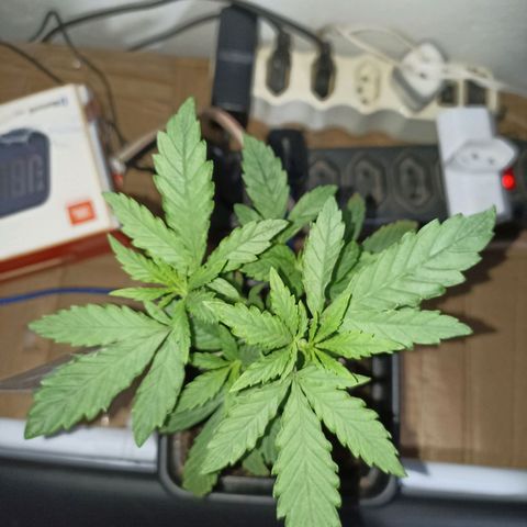 Girafa growlog timeline photo