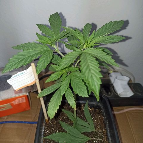 Girafa growlog timeline photo