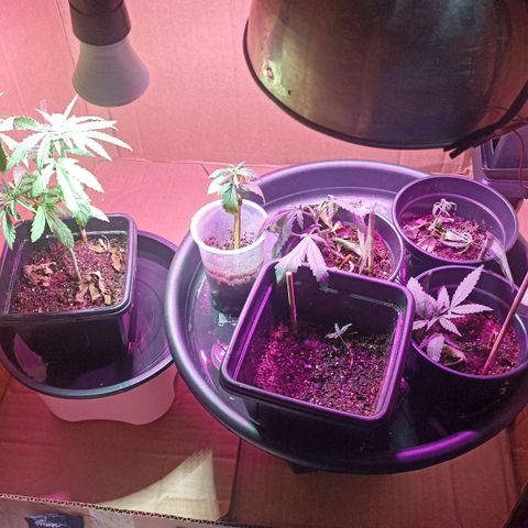 Girafa growlog timeline photo