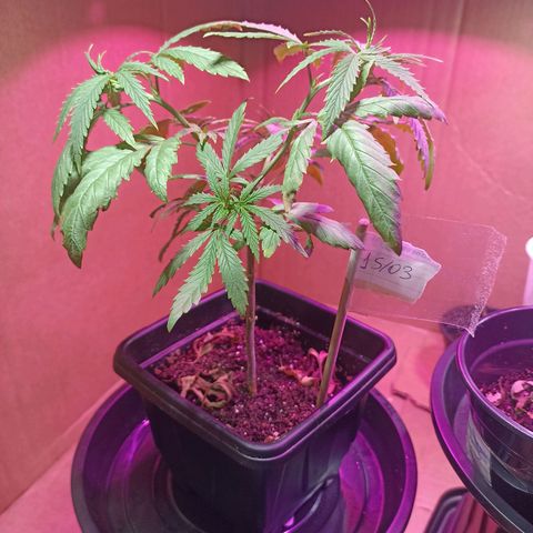 Girafa growlog timeline photo