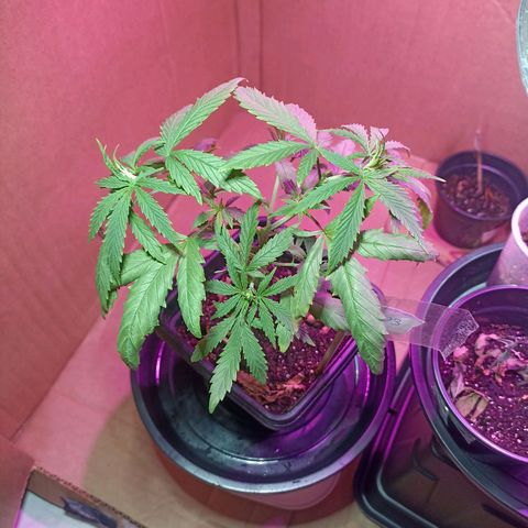 Girafa growlog timeline photo