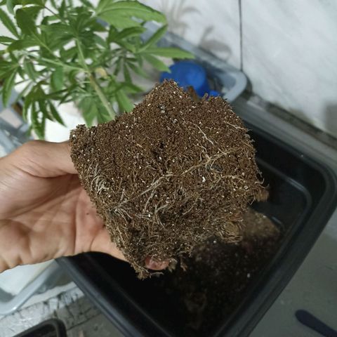 Girafa growlog timeline photo