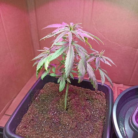 Girafa growlog timeline photo