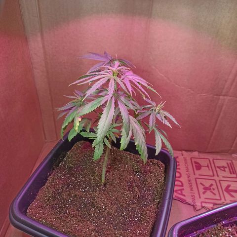 Girafa growlog timeline photo
