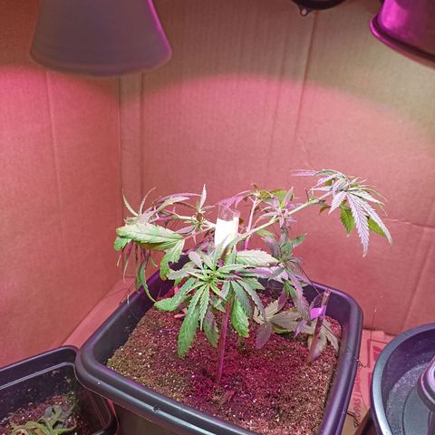Girafa growlog timeline photo