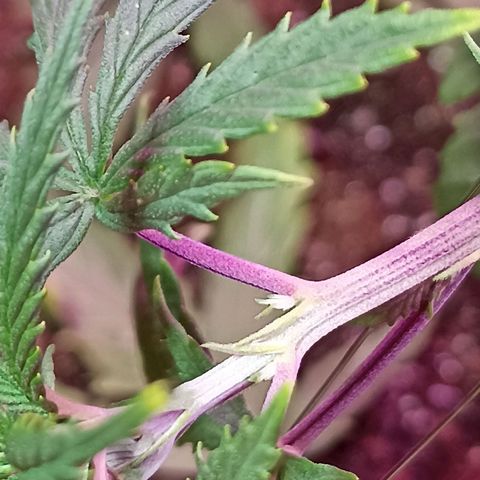 Girafa growlog timeline photo