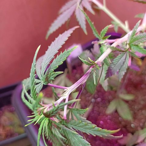 Girafa growlog timeline photo