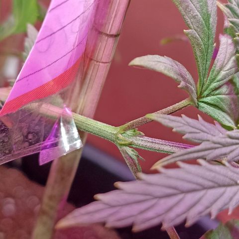 Girafa growlog timeline photo