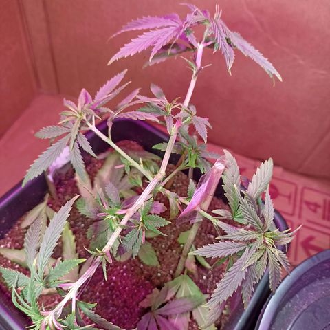Girafa growlog timeline photo