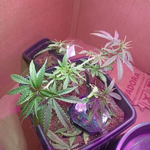 Girafa growlog timeline photo