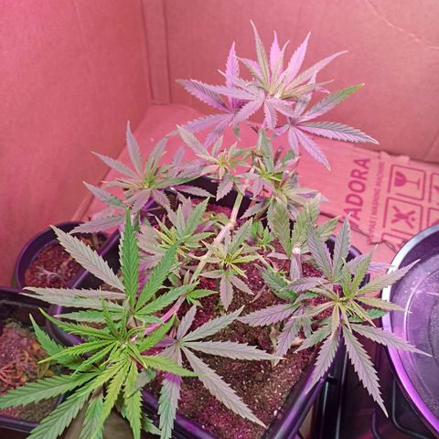 Girafa growlog timeline photo