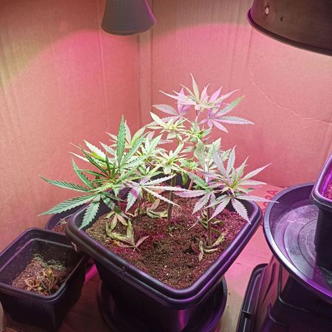 Girafa growlog timeline photo