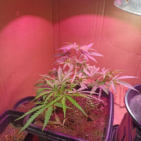 Girafa growlog timeline photo