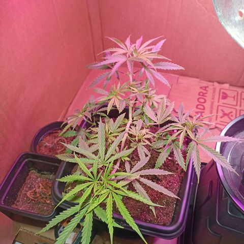 Girafa growlog timeline photo