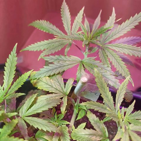 Girafa growlog timeline photo