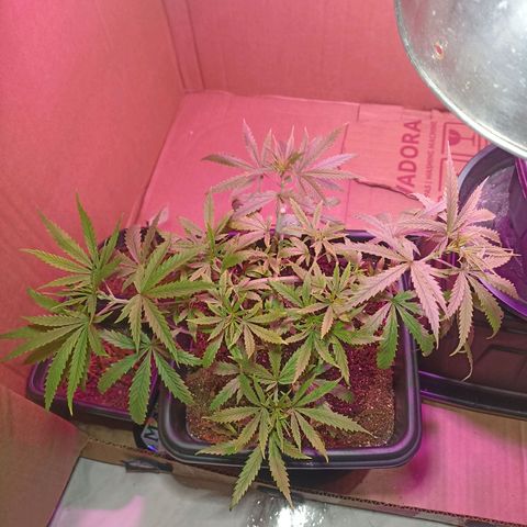 Girafa growlog timeline photo