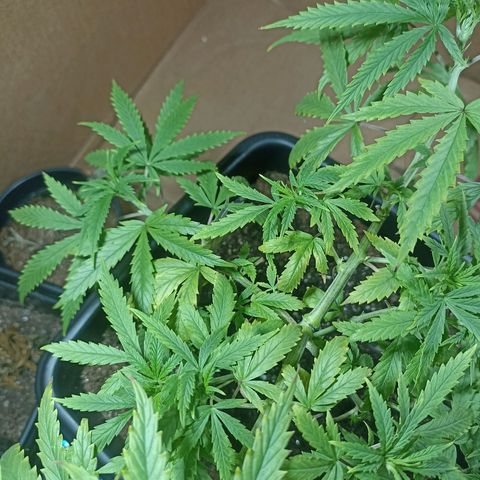 Girafa growlog timeline photo