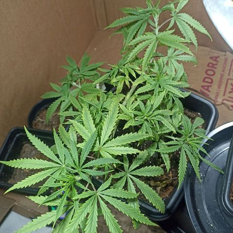 Girafa growlog timeline photo