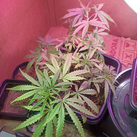 Girafa growlog timeline photo