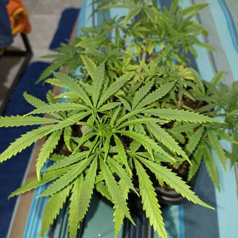 Girafa growlog timeline photo