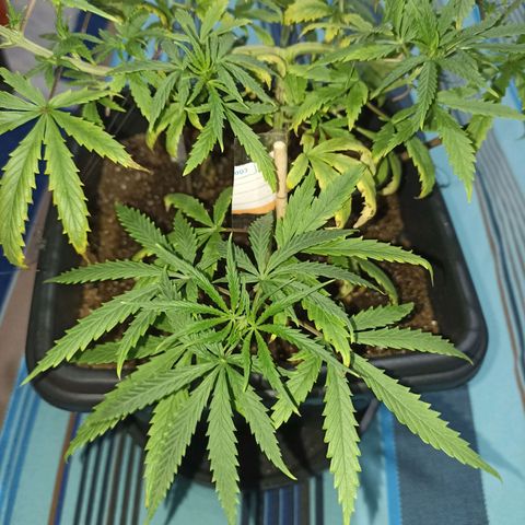 Girafa growlog timeline photo