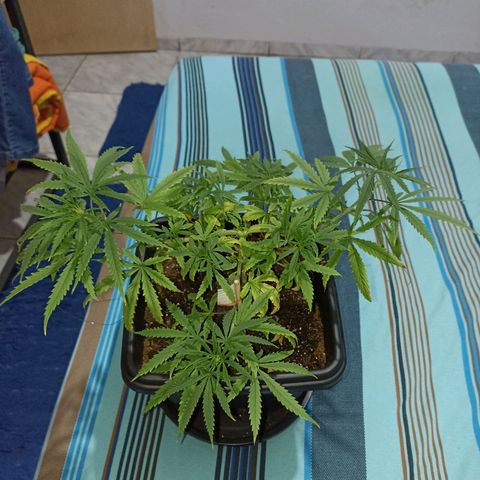Girafa growlog timeline photo