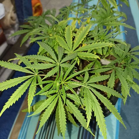 Girafa growlog timeline photo