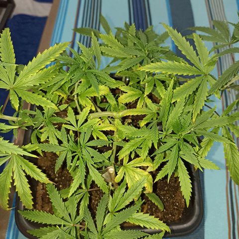 Girafa growlog timeline photo