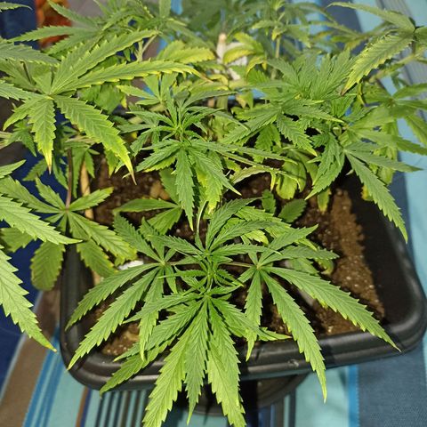 Girafa growlog timeline photo