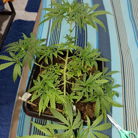 Girafa growlog timeline photo