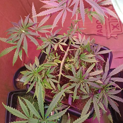 Girafa growlog timeline photo