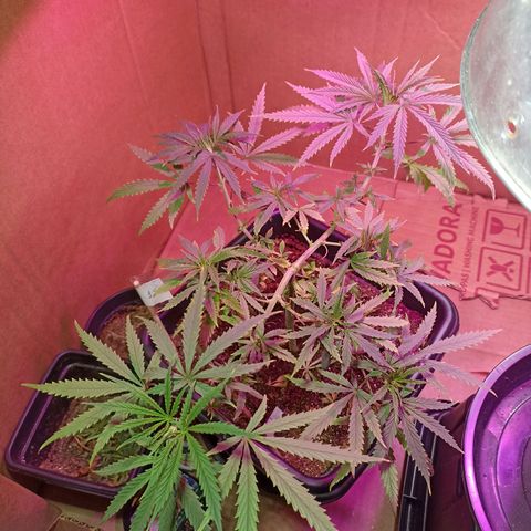 Girafa growlog timeline photo