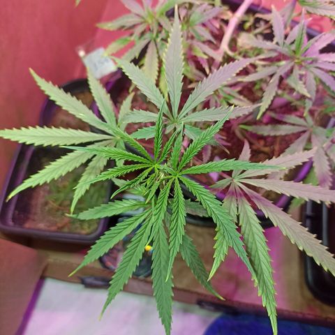 Girafa growlog timeline photo