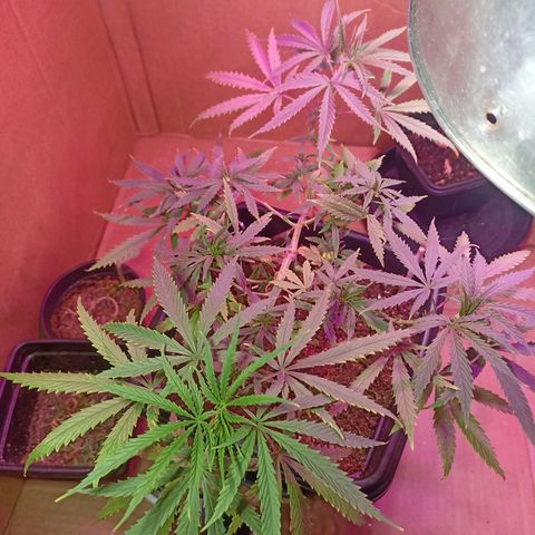 Girafa growlog timeline photo
