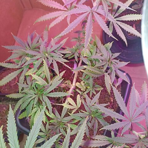 Girafa growlog timeline photo